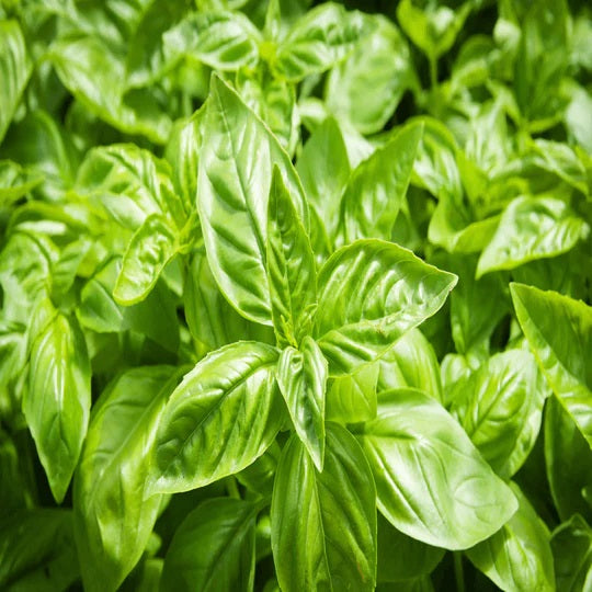 Are You Eating Healthy Food at Home? Discover the Key Ingredients for a Balanced Diet with Debon.