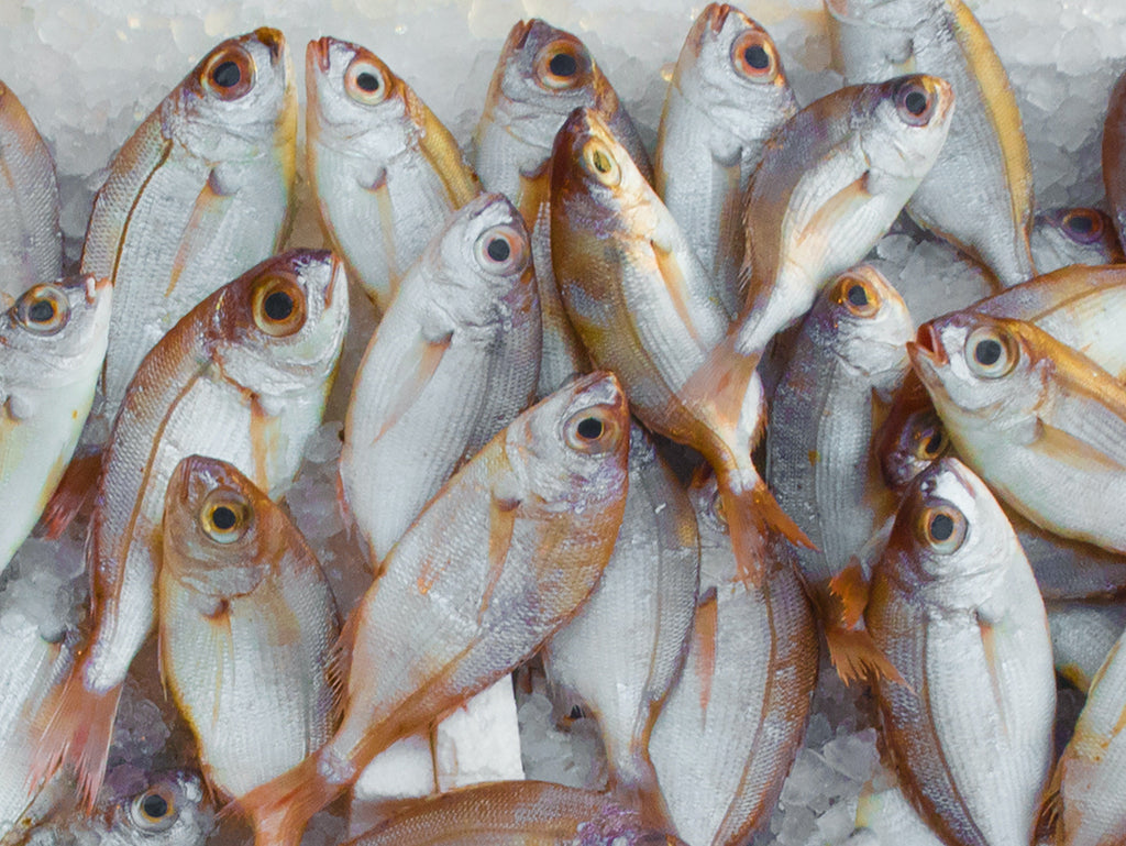 Noida's Best-Kept Secret: Unleashing the Magnificence of Pomfret Fish