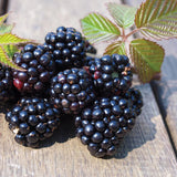 BLACK BERRY