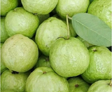 GUAVA