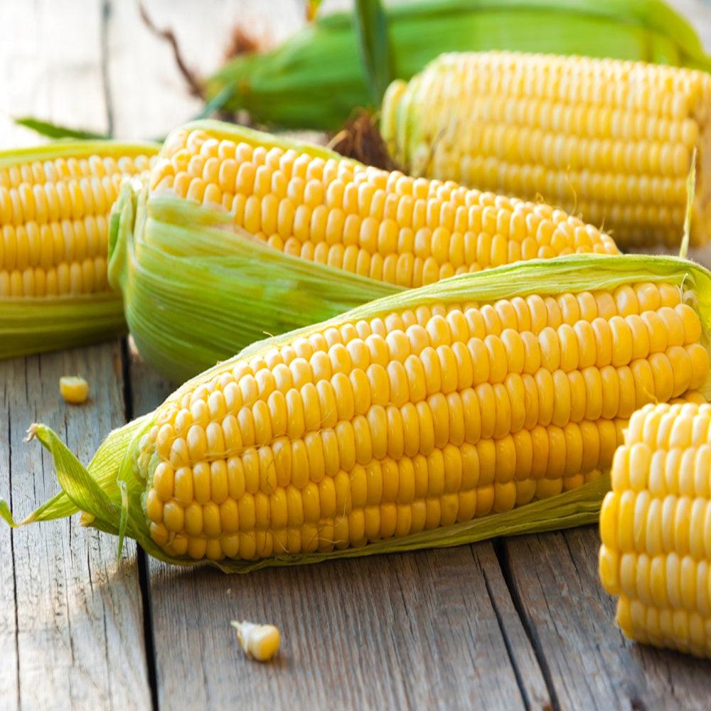 American Sweet Corn Images