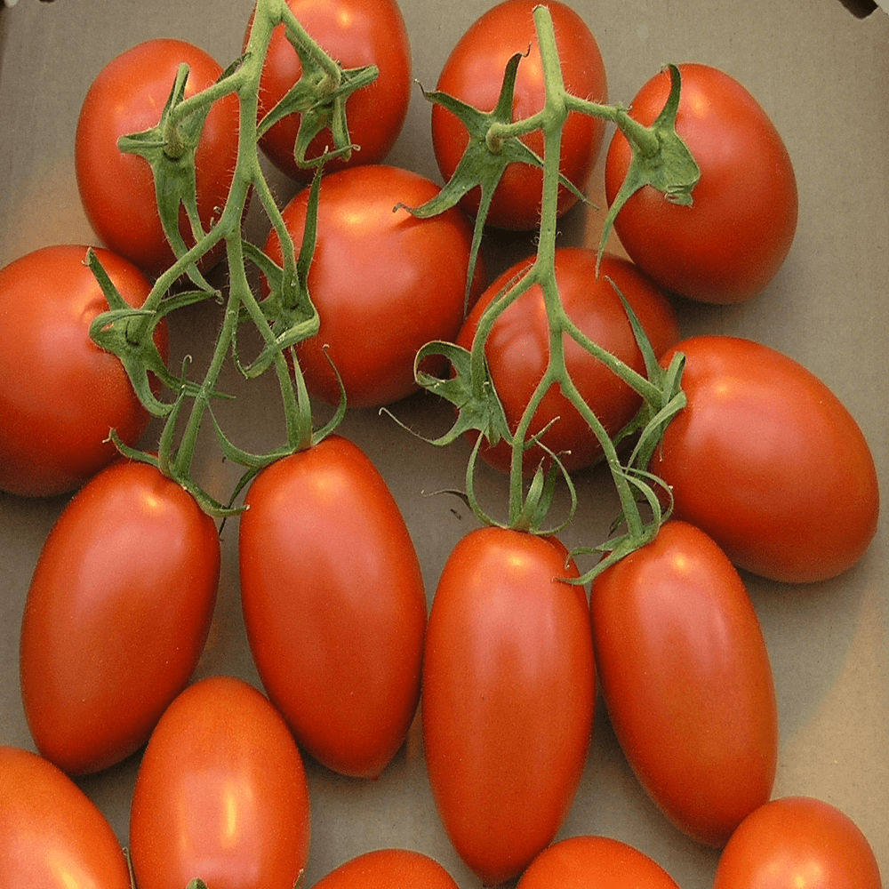 Tomato - Debon