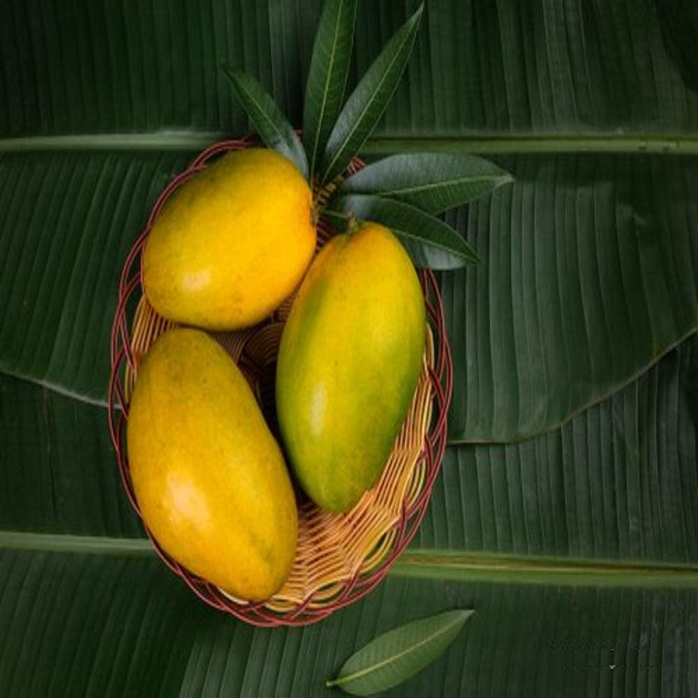 Fresh Hamam Mango - Debon
